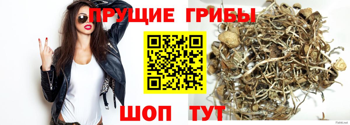 как найти наркотики  Псилоцибиновые грибы Psilocybe  Вход с VPN  Сургут 